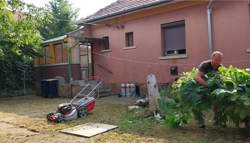 Diófa és fűnyíró